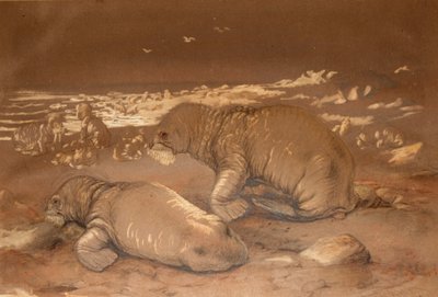 Walrus - Tricherchus Rosmarus by Joseph Wolf